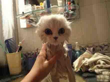 每次给家里的猫洗澡，我都会疑惑这还是我的猫么。