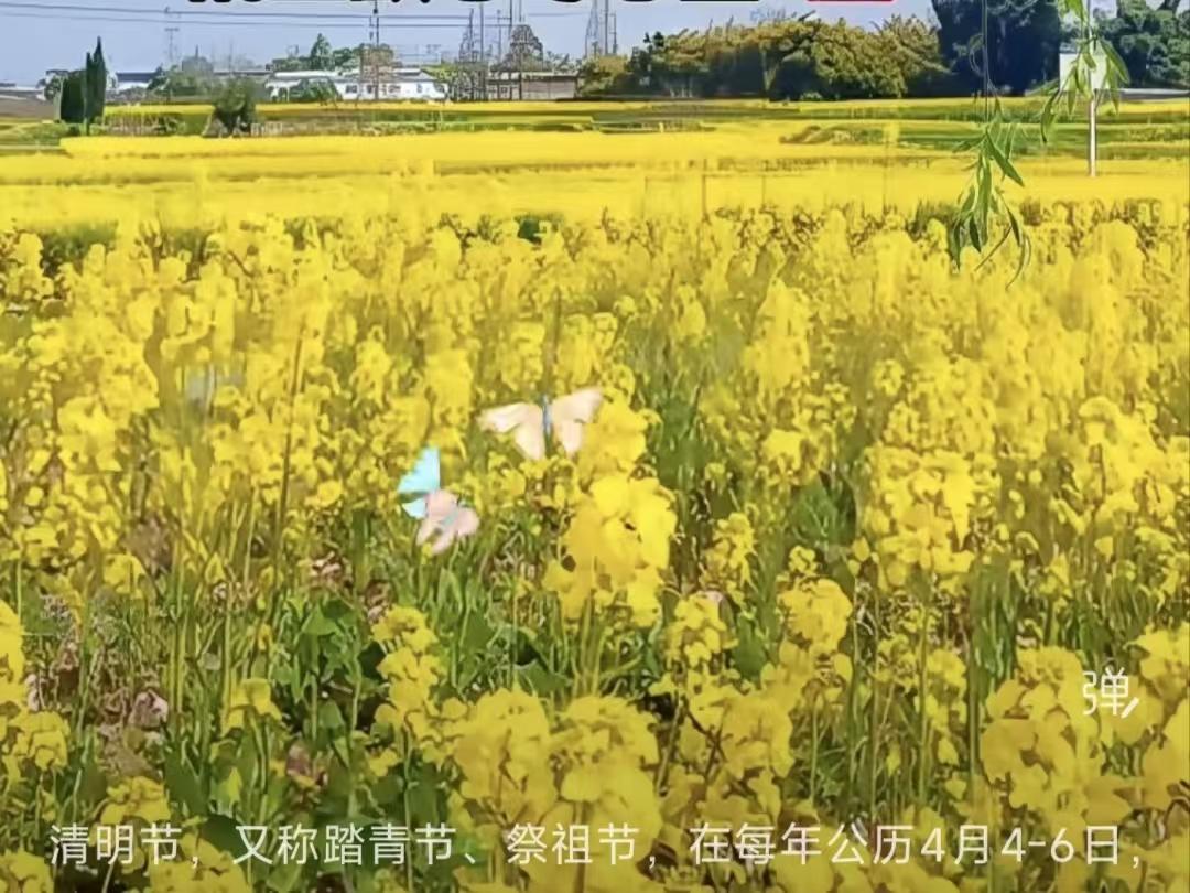 清明
风吹杨柳菜花黄，
清明祭祖子孙忙。
家边飘烟飞纸钱，
隔空默念寄思量。