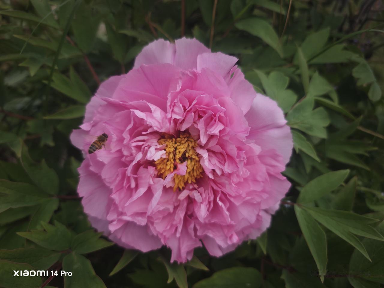 北京今年为啥飘絮少？我认为，是温度低！

“现在正是4月中旬，本来应该是柳絮最多