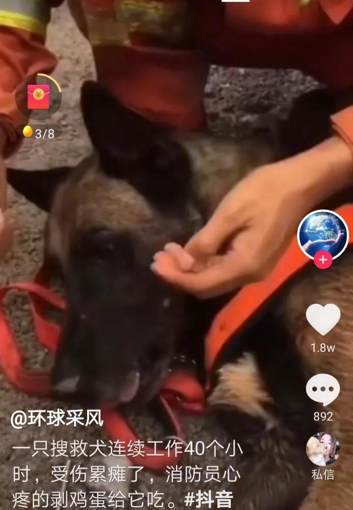 一搜救犬连续工作40小时累瘫倒在地，消防员心疼的给搜救犬剥鸡蛋吃，补充营养。任何