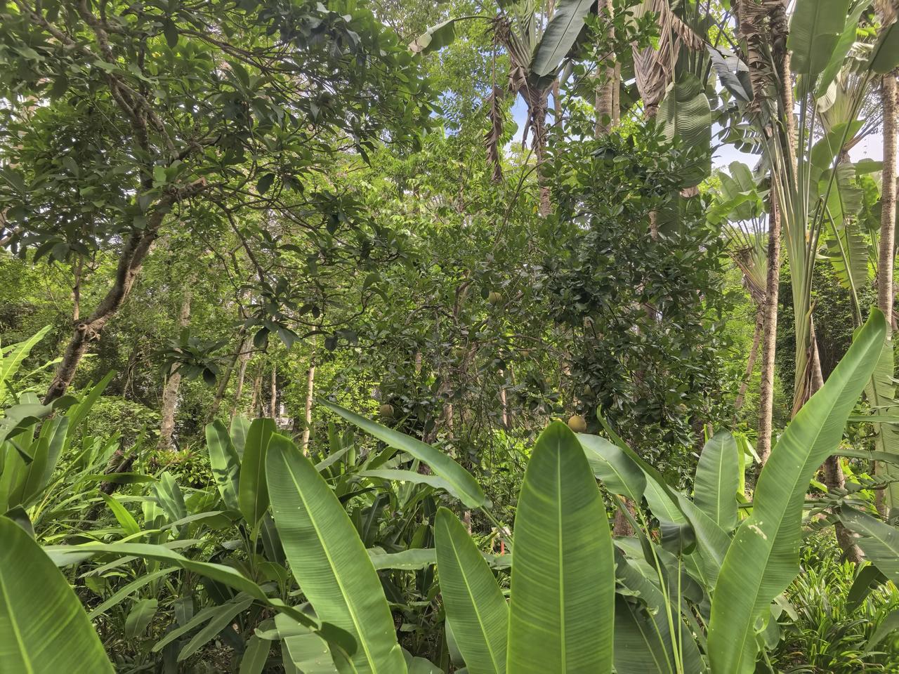 游云南西双版纳（一）
今天上午去了西双版纳植物园，因为时间紧促，总共也就两个小时