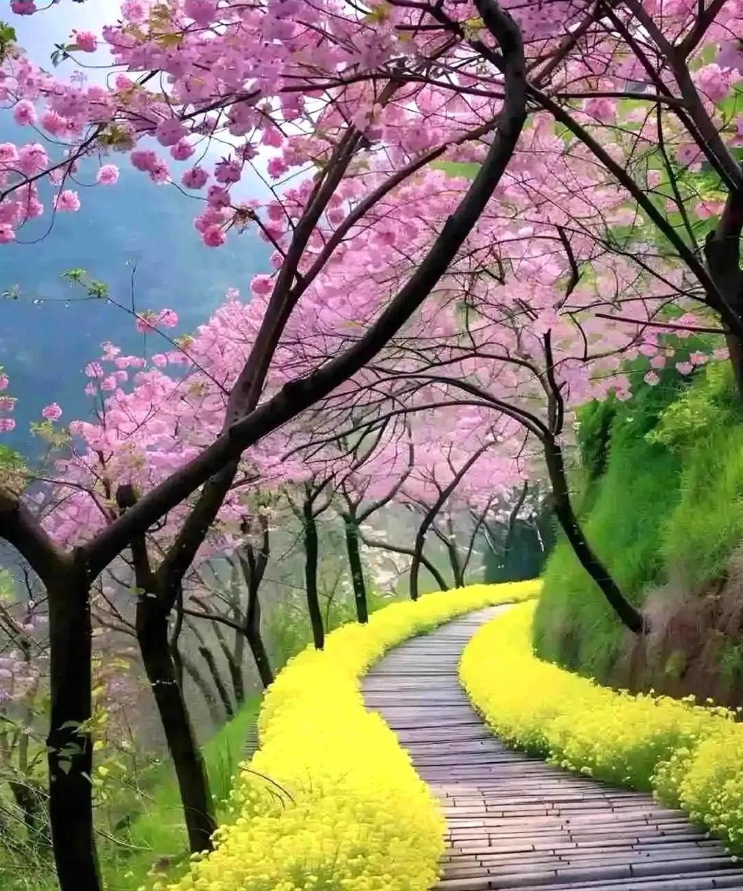 赏花观景：花香滿径
有诗赞：
风和绿柳垂丝条，
日暖樱花绽粉娇。
莺歌燕舞百花放