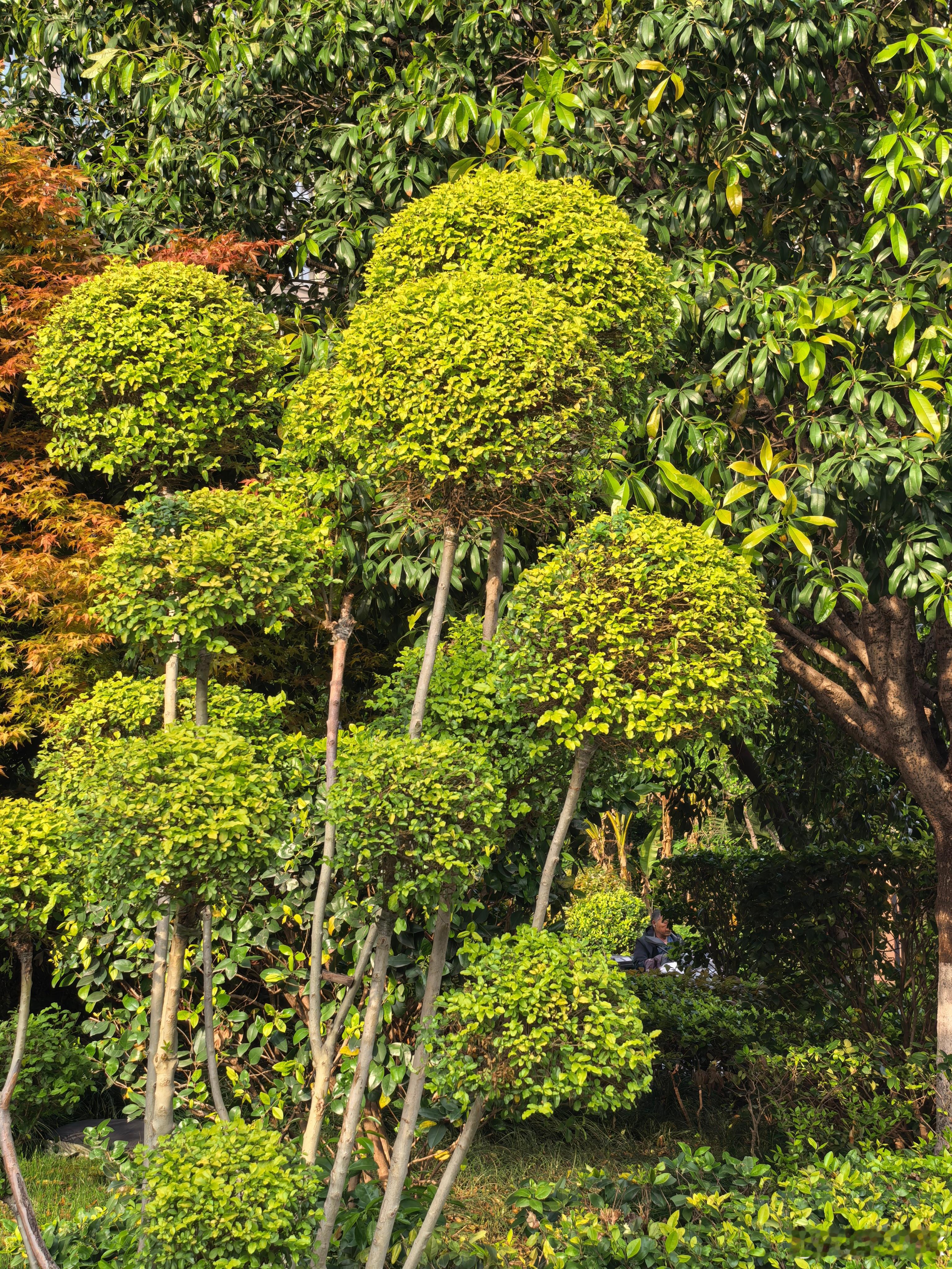杭州最近的温度太舒服了不出门都感觉对不起这好天气🌳 