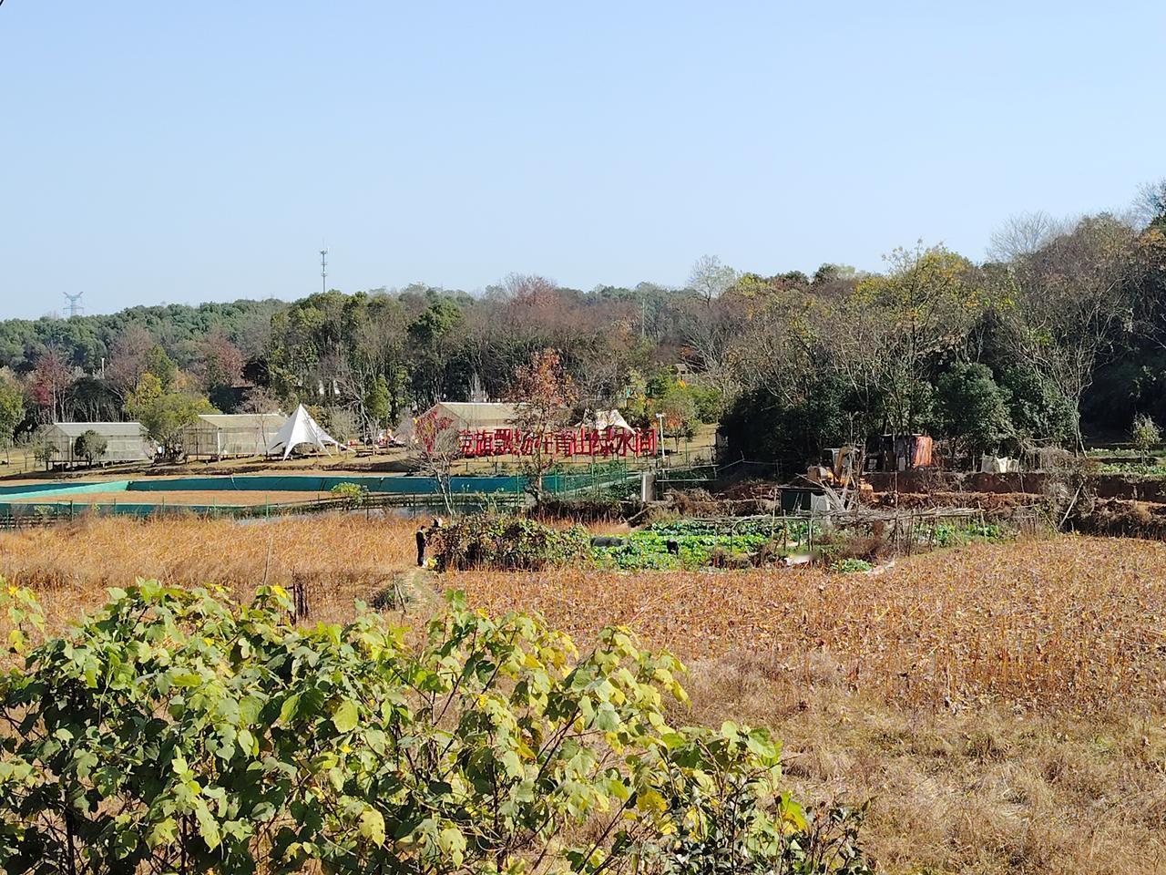 可以分享一张秋景的树叶的照片吗？