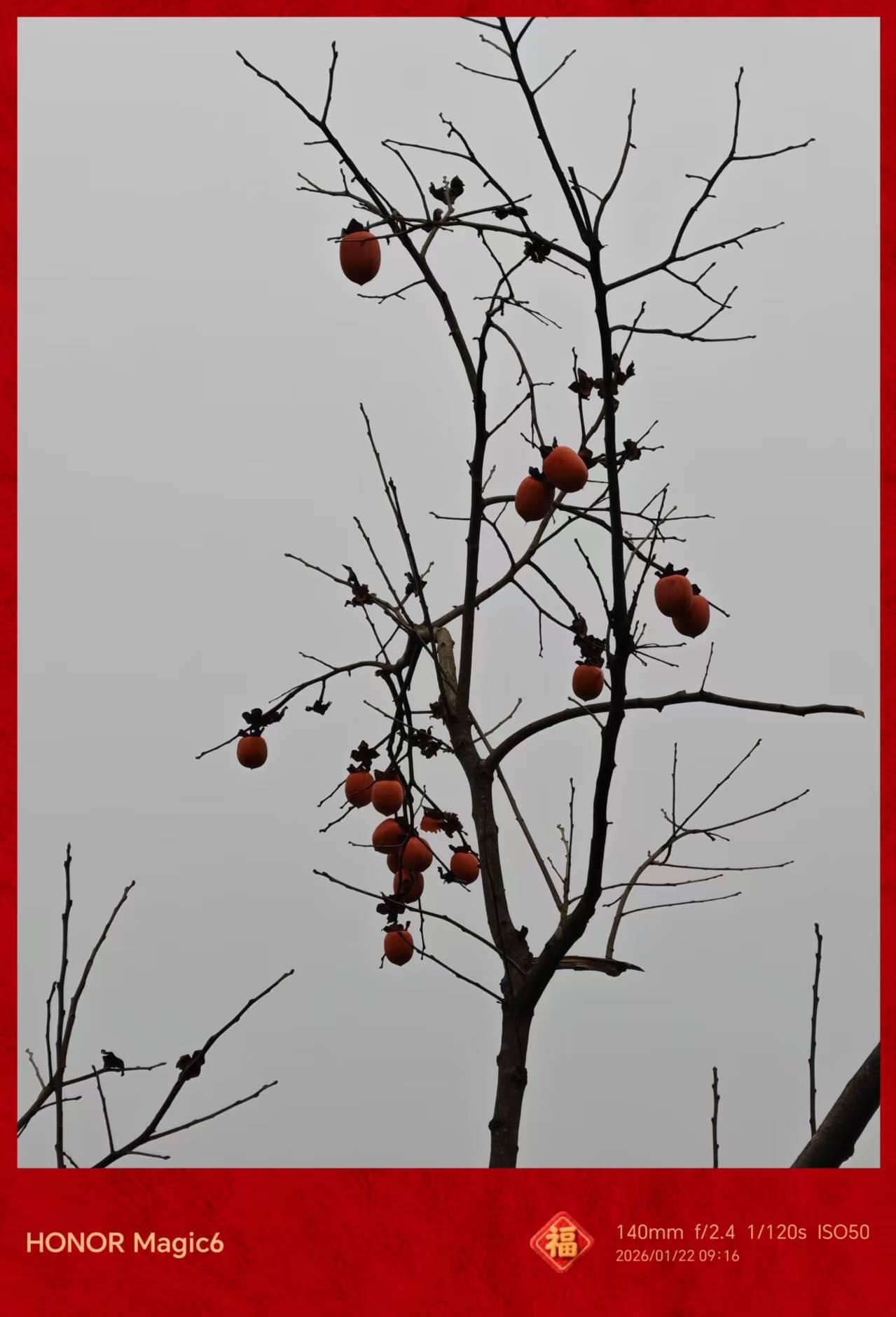 一棵高高的树上，挂着秋天没有收获的果。
冬天虽然寒冷，树叶也都有落光，但果子依然