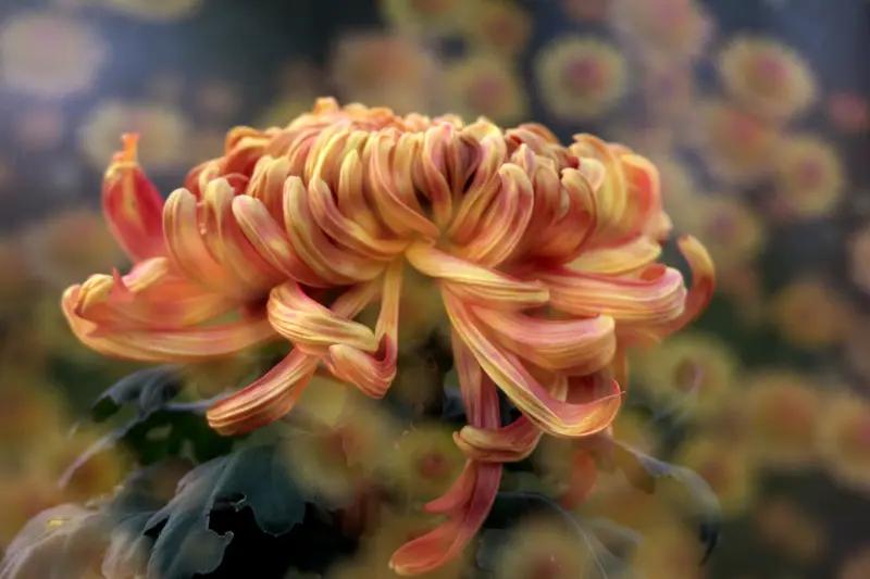 夏夏爱头条这副对联着实妙极！上联“霜凝菊蕊，雅韵清影醉风月”，瞬间将人引入秋意盎