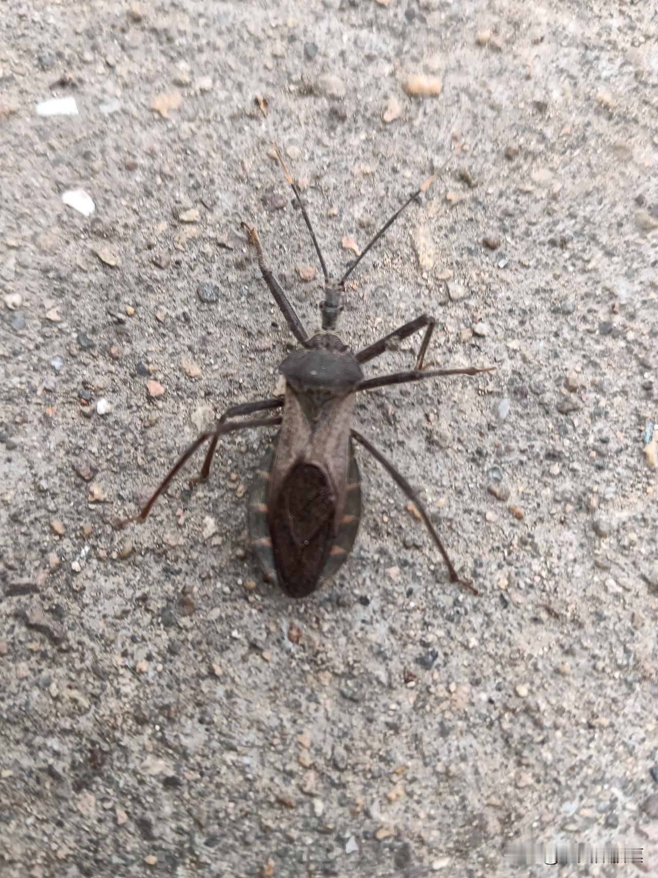 美以谋划对伊朗地面战争！局势骤紧！美以伊博弈升级！
 
最近国际政坛风云突变，美