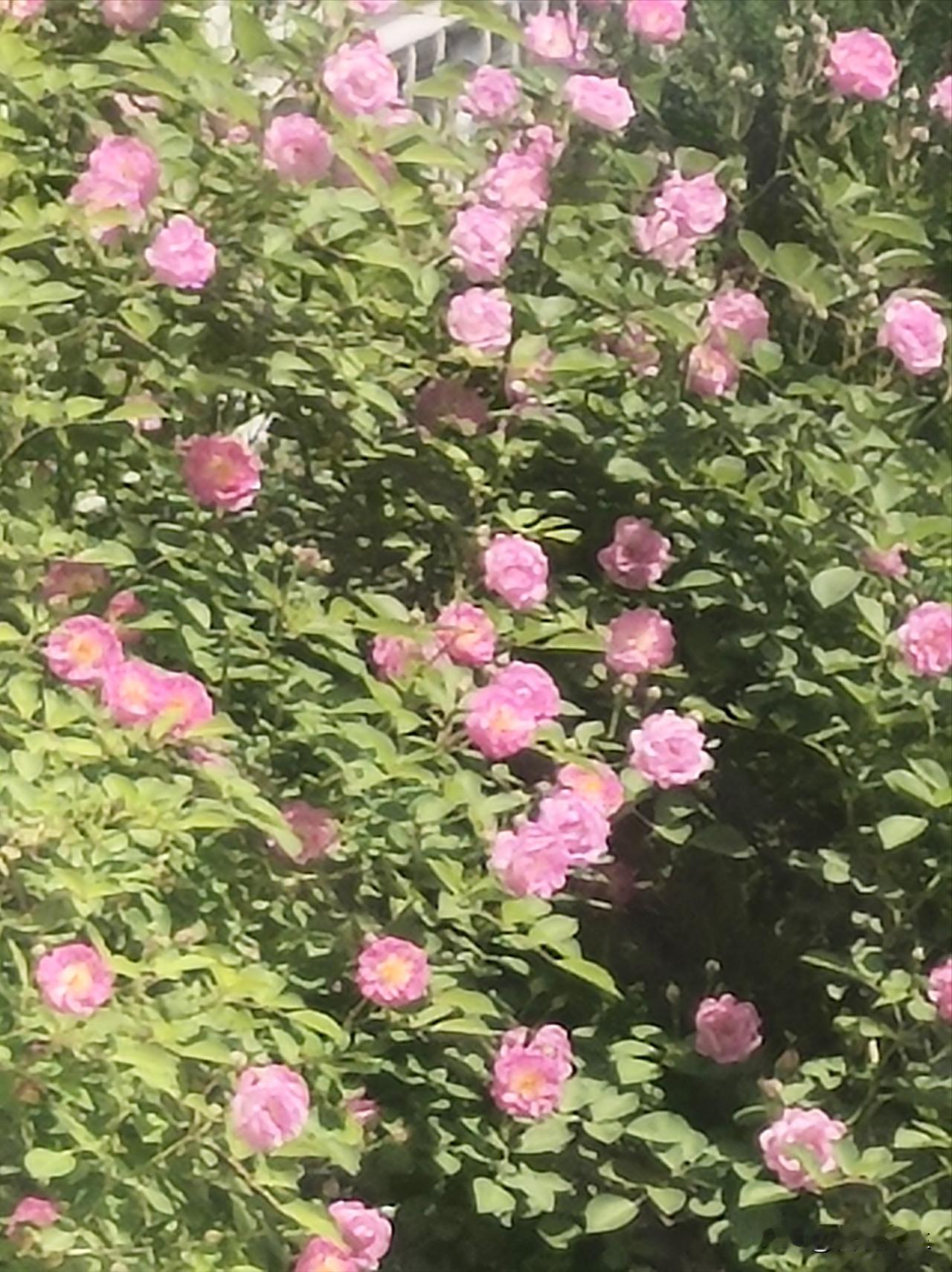 走进历史，探寻康熙年间山东饿死人的真实灾情
朋友们，晚上好！
今天咱们继续来讲历