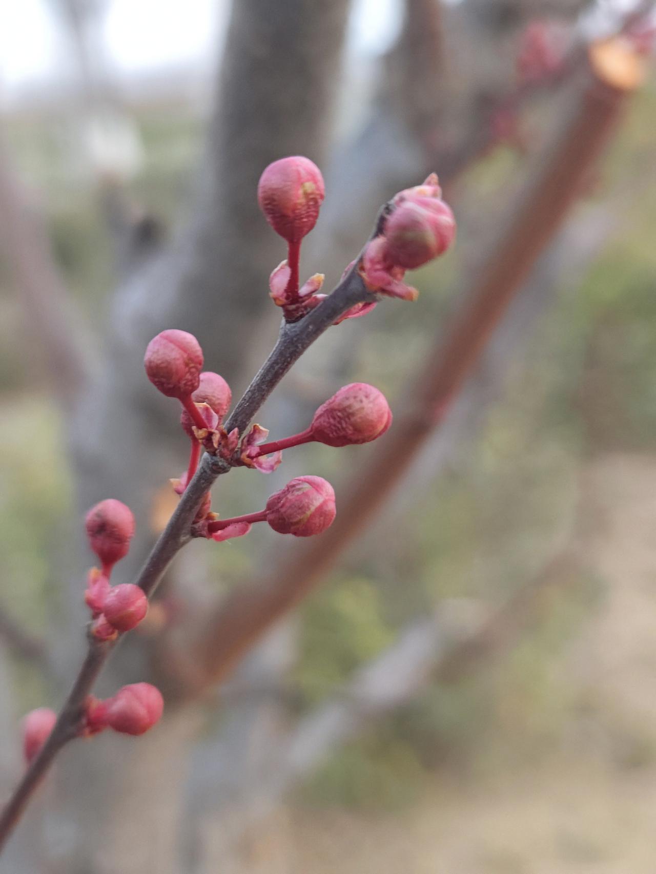 张高澄道长说有心理和精神问题的人，
他们是能够提前看出来的。
山上道观里每天来的