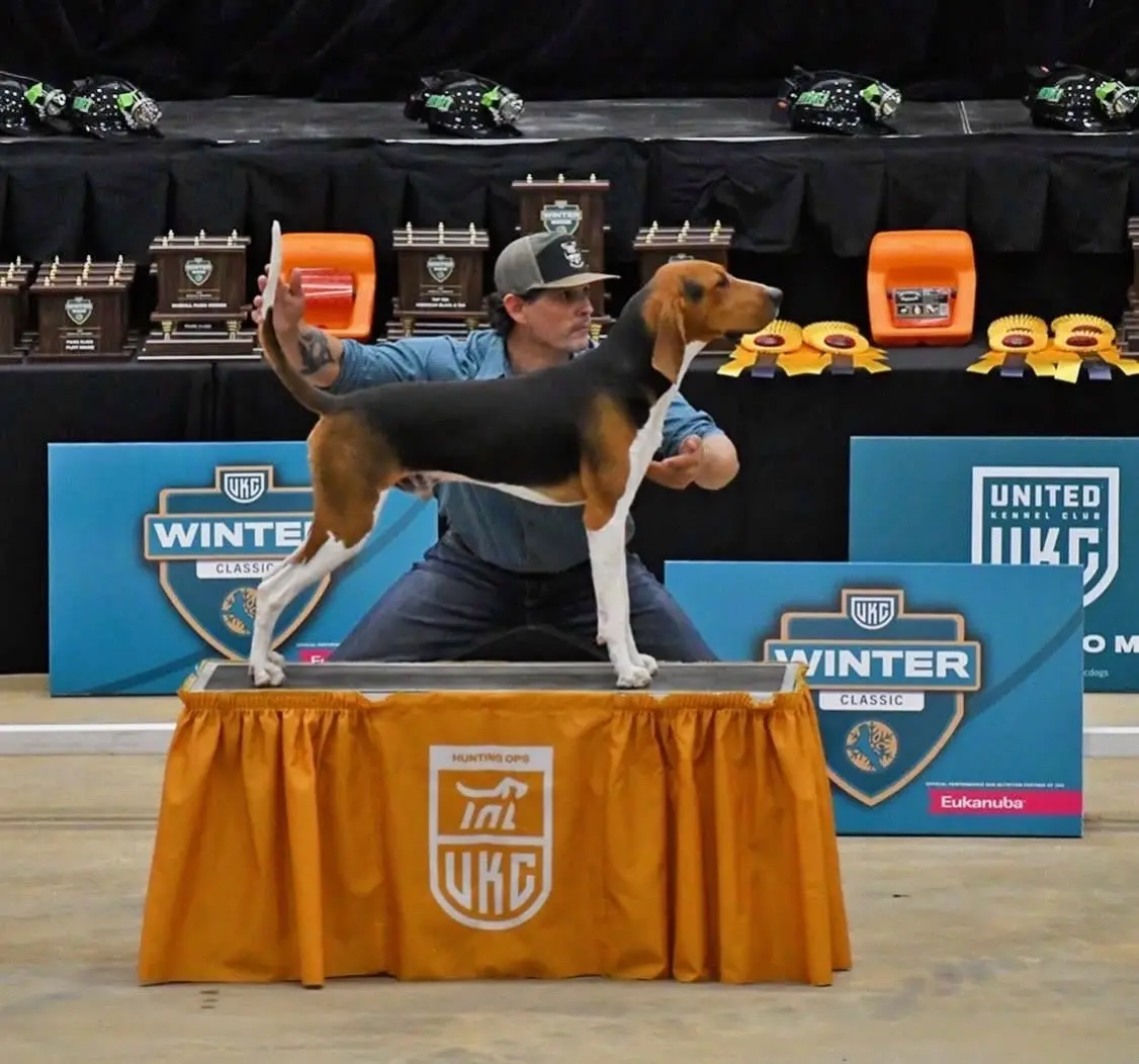 Treeing walker coonhound