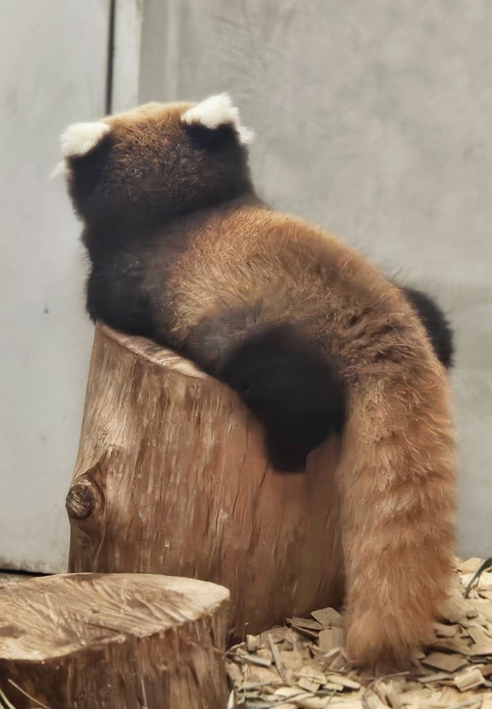 小熊猫 奶能的尾巴真的是大杀器！尾巴有身子那么长[桃里桃气]【推：Chiii_z