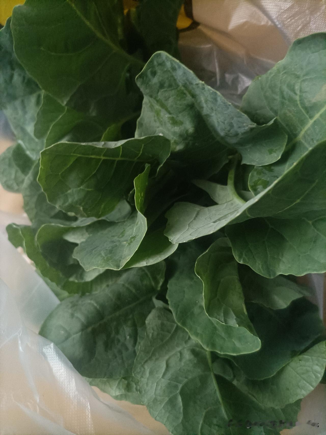 这是朋友送给我的菜秧子，是从快300里的地方带来的，我分外珍惜，摸黑把它们全栽好