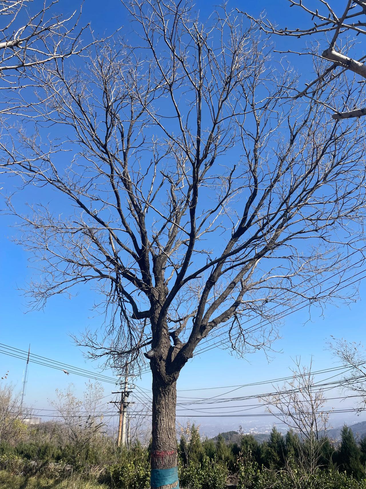 又到周末，本来想着去靳家岭，查了下，不知道开放没，也有点远，上次来巩义吃人家的手