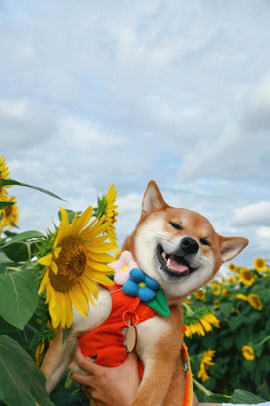 铁机路向日葵花海 我们小狗也拍到啦🌻