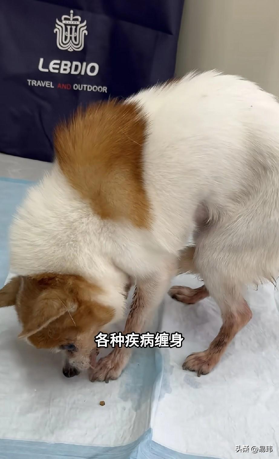 泪目了！一位小哥哥收养了一只流浪狗，一直来都非常疼爱它，可以说这只狗狗陪伴了他整