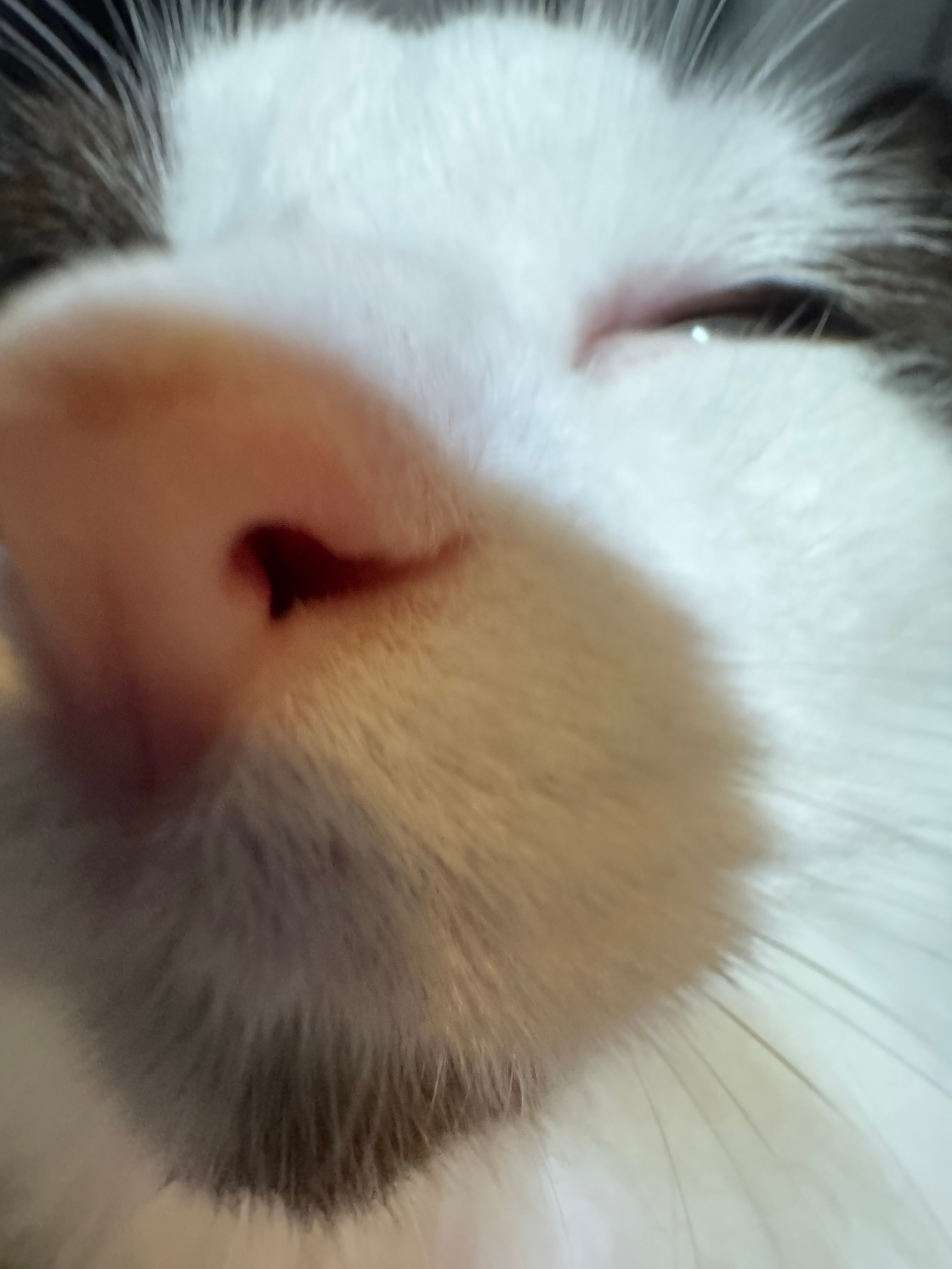 小猫味儿袭来 