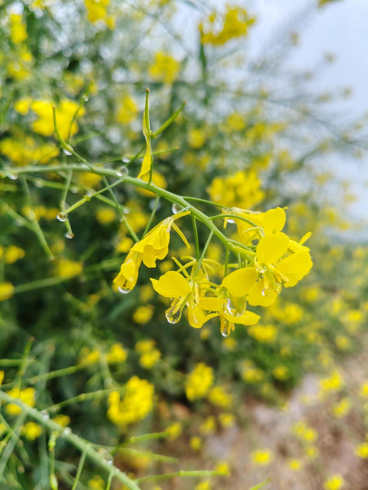 四月，清明如期而至，雨也纷纷扬扬地下着。我撑着伞，走在去扫墓的路上，雨水和泪水模