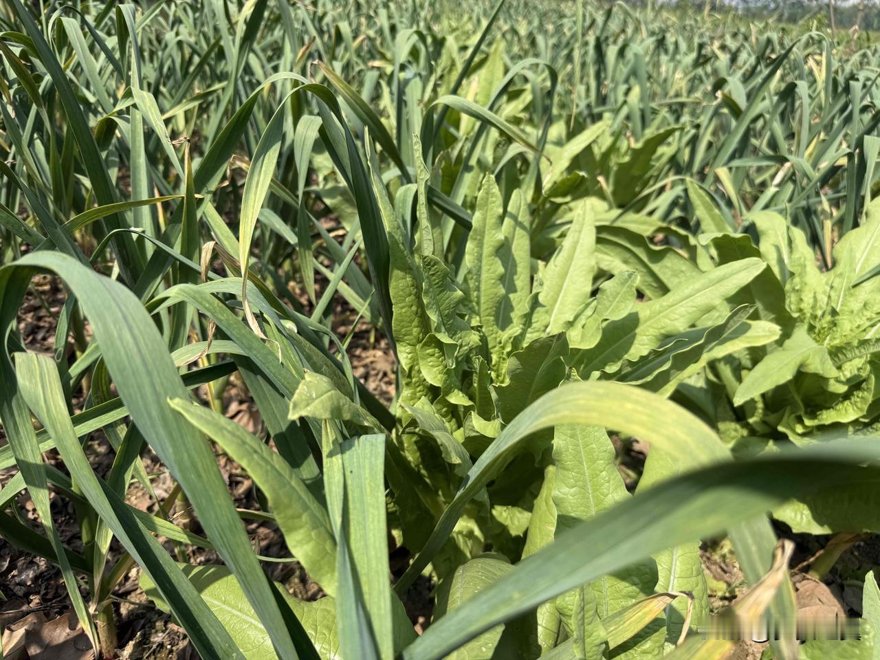 【小对联】
上：……？
下：顽疾。