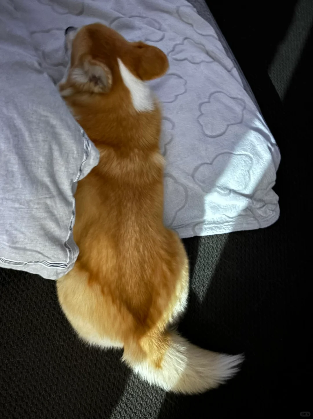 谁家狗狗这么睡觉？