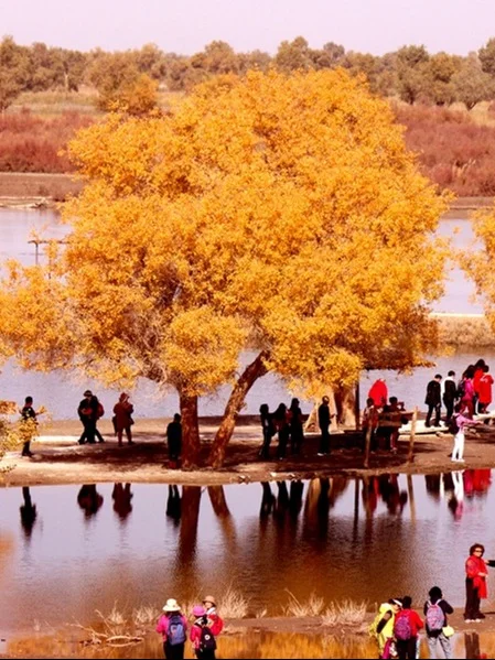 帕米尔金秋南疆，金色胡杨林徜徉