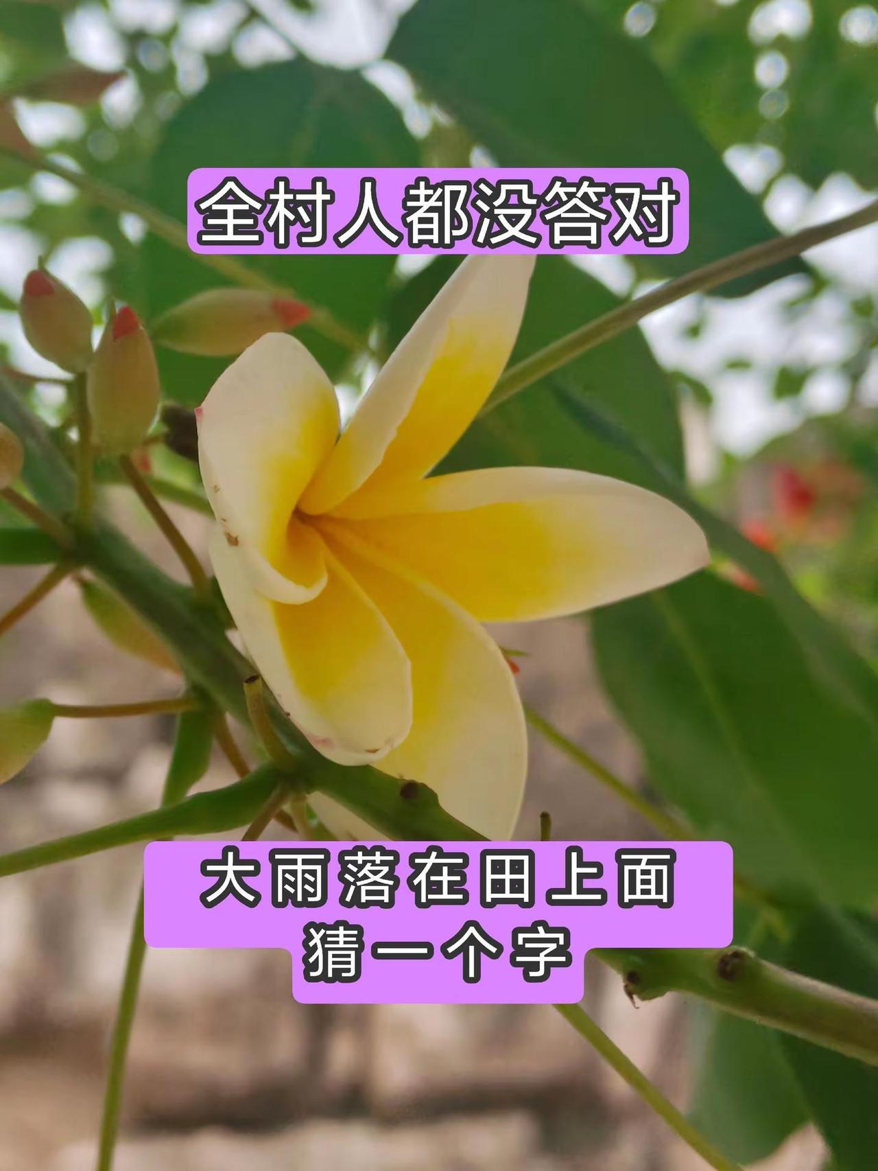 上热门植物 涨知识上热门猜字