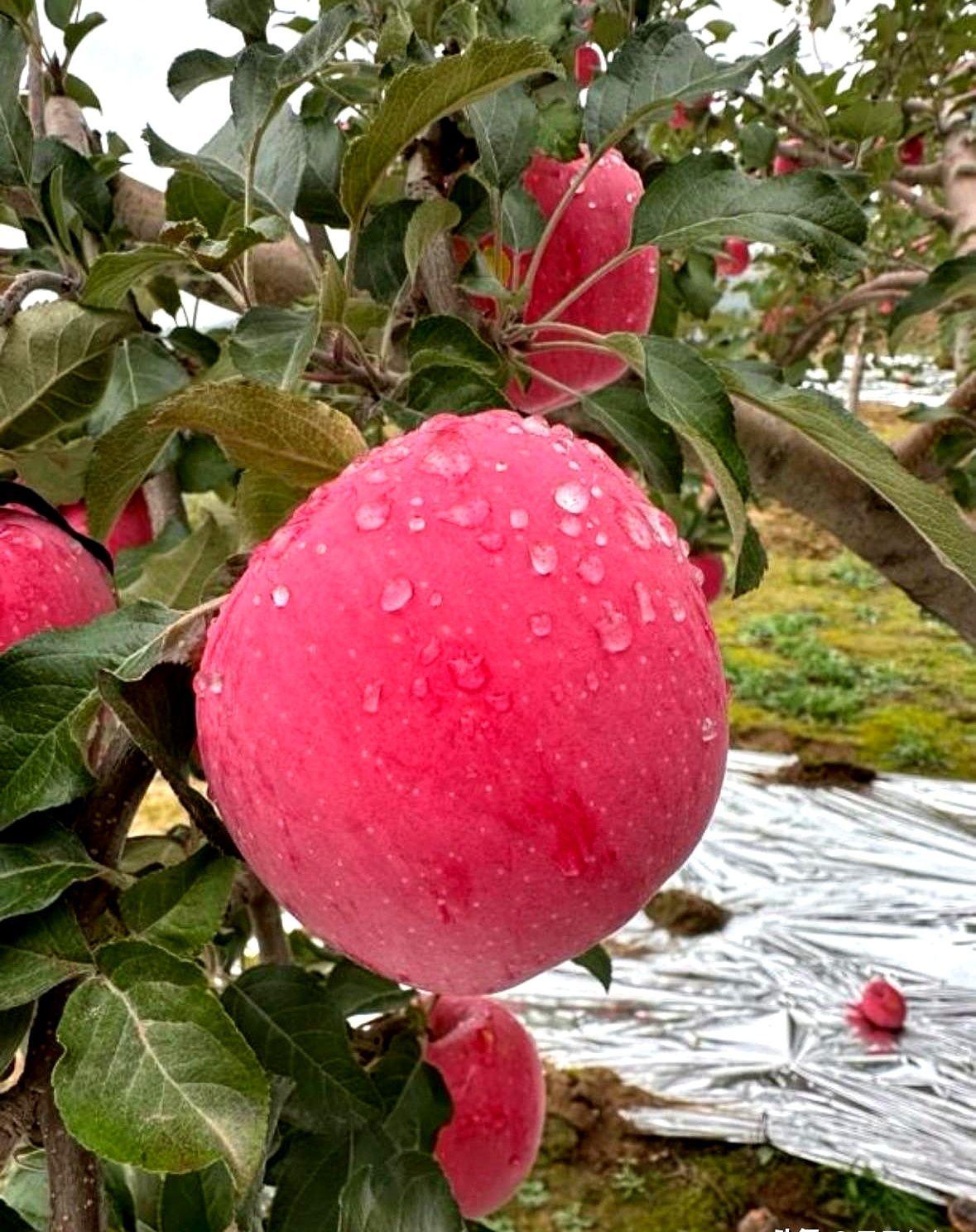 “来广东第4年，微信好友从500砍到73，置顶只剩3个。”阿灿把截图甩群里，我们