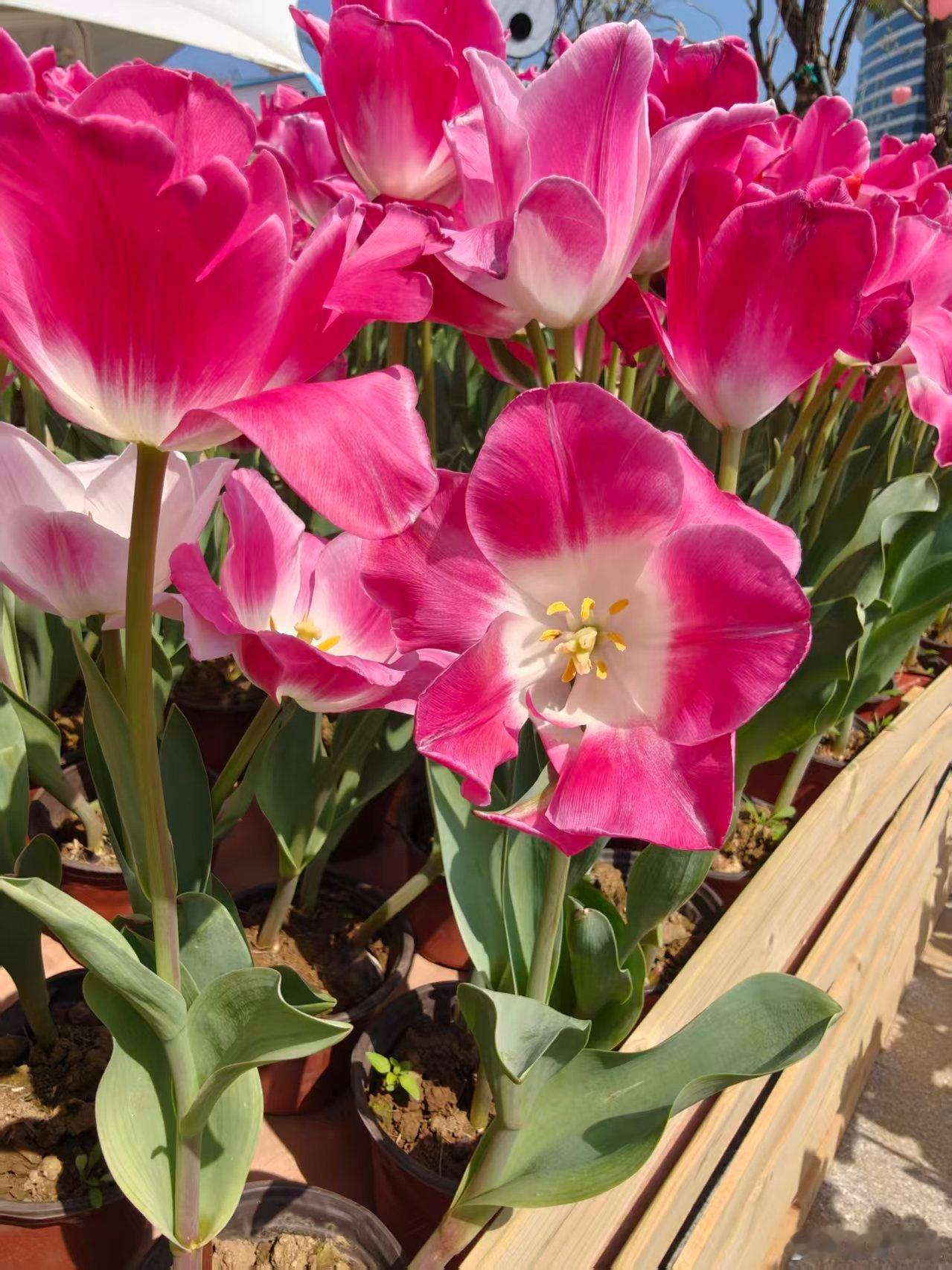 微博年度待改编ip评选pick你心中的改编潜力王 泪从童年起就长途跋涉入秋以后，