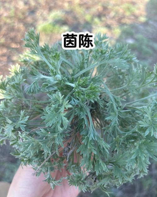 茵陈是一种什么植物呢? 茵陈可是个宝藏植物！它是菊科蒿属的多年生草本或半灌木植物