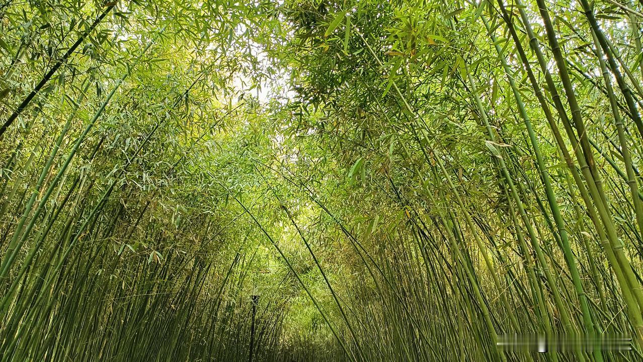 很多人相信逆袭，突然开智，认为小学成绩不好也没事，到了初中就突然开挂了，而且认为