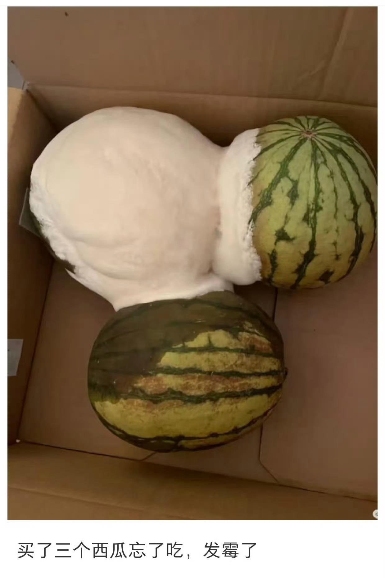 真正的西瓜霜，纯天然无污染，第一次见到。网友买了三个西瓜，放在盒子里忘了吃，半个