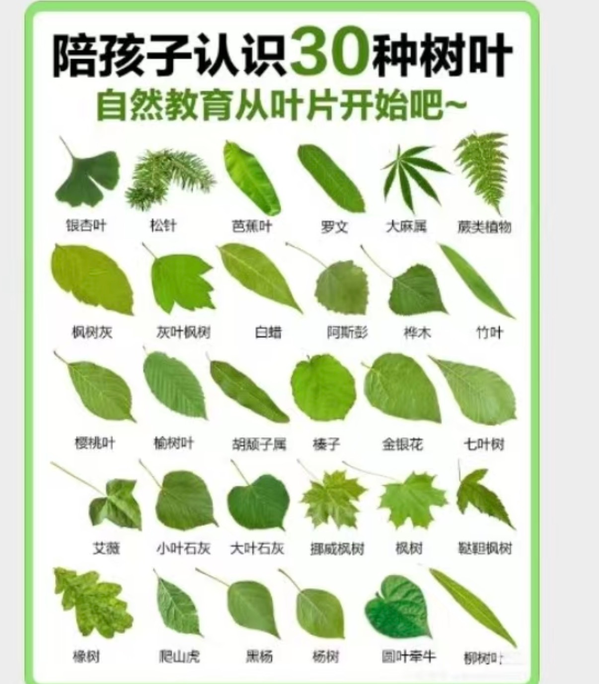 嗯，是橡树 