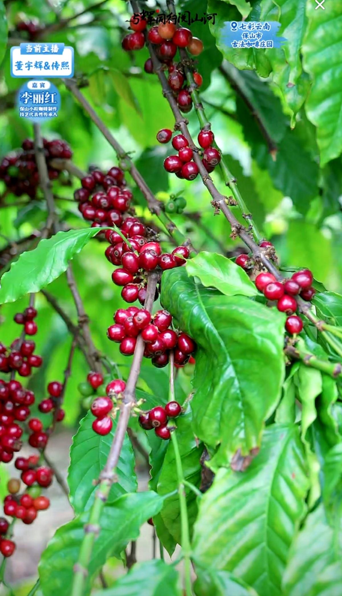 原来咖啡豆成熟后，在树上是这个样子的，跟着“与辉同行阅山河”长见识啦！