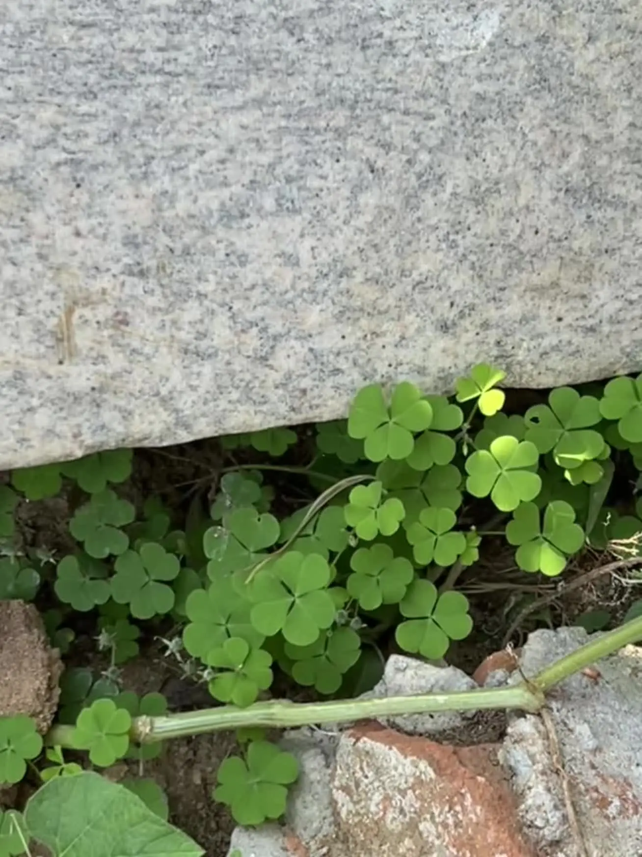 ☘️去迎接新的八月！心愿快快显灵吧