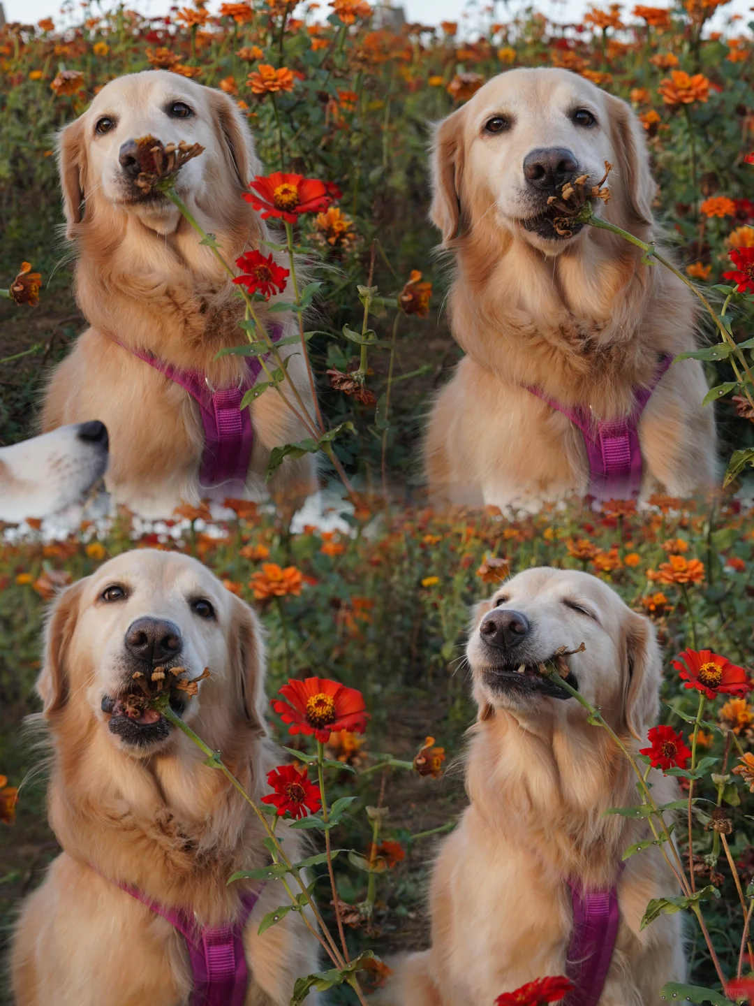 🐶：这个花花看起来很好吃 尝尝