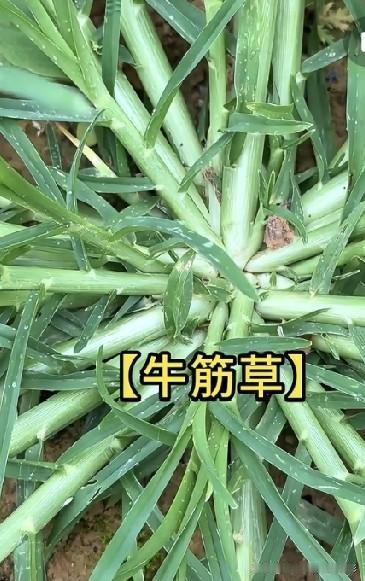 田间常见的牛筋草，根系发达特别难拔，农民朋友都头疼！它韧性强，难怪叫牛筋草。你在