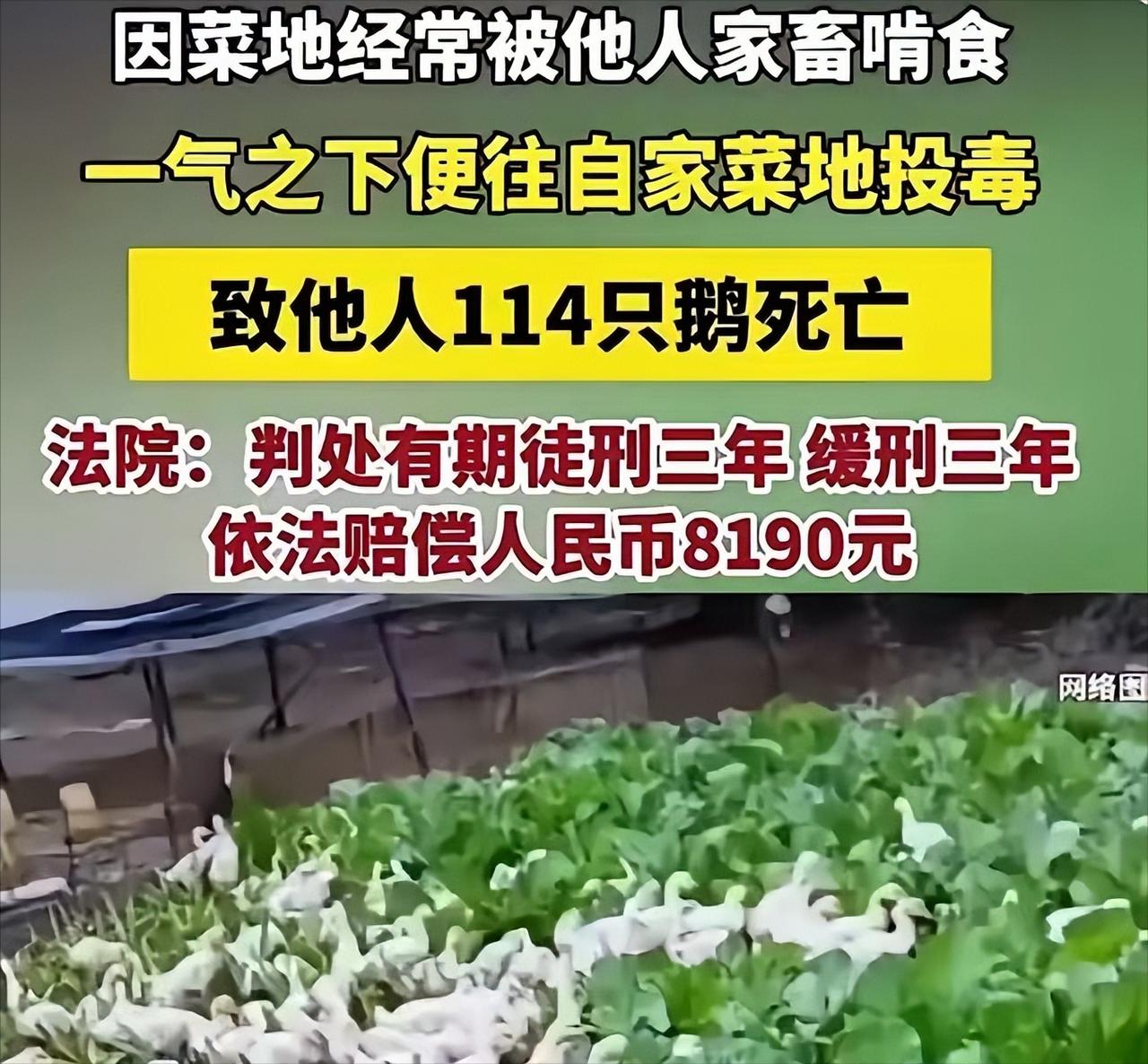 2024年湖南，一男子的菜地，经常遭邻居的鹅啃食，邻居不仅不承认，还反咬一口，说