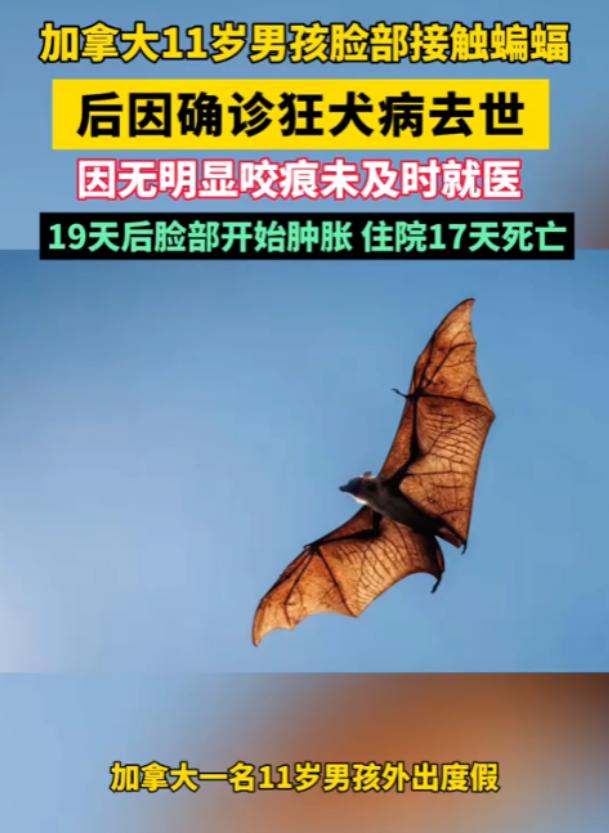 “警惕身边的危险”！7月3日报道，加拿大一名11岁男孩在度假小屋睡觉时，被一只蝙