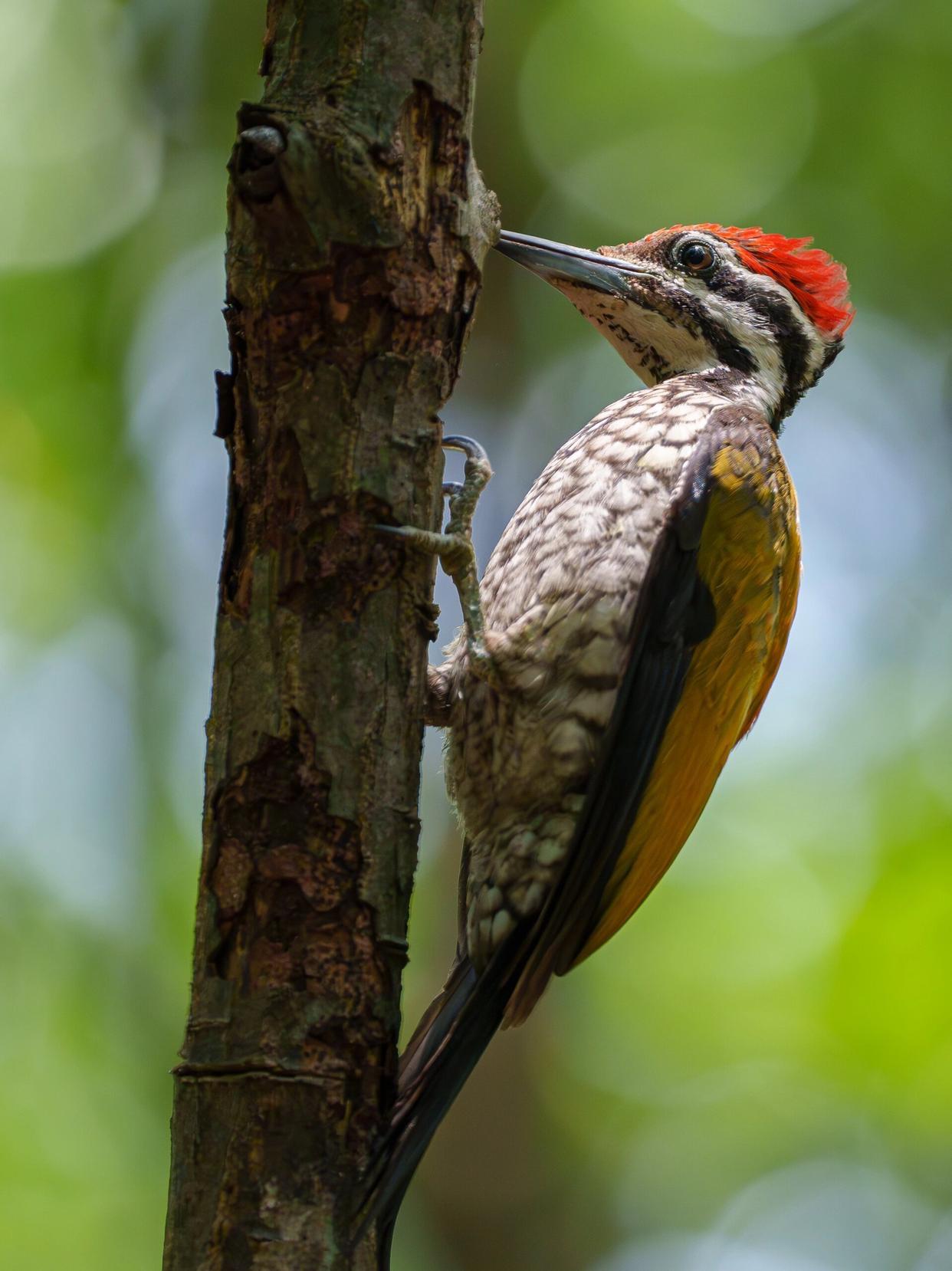 在这个喜鹊成群的时代，啄木鸟难能可贵

刘虎出事隔天，曾经揭露中国油罐车混运乱象
