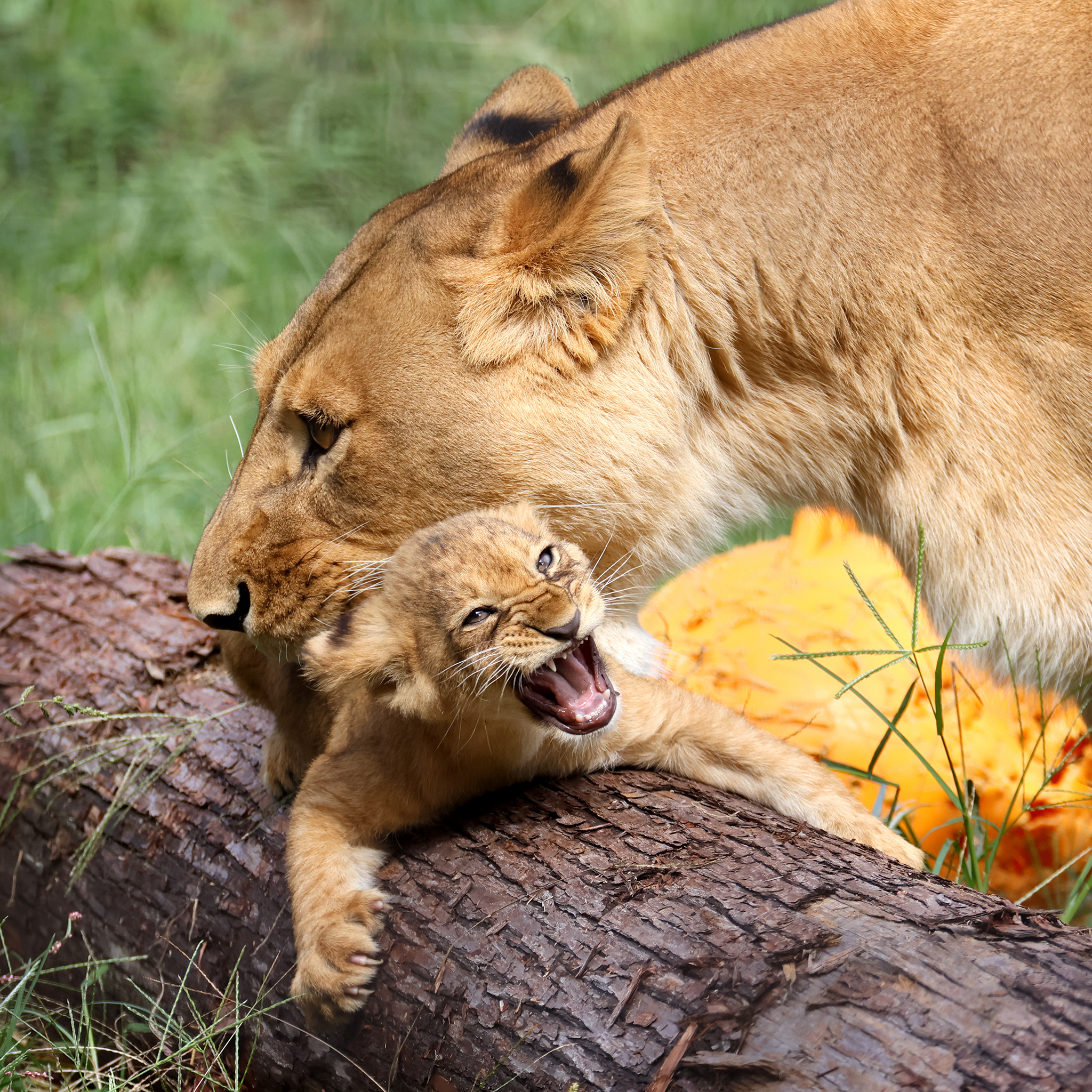 狮子 “妈！！！你怎么又来！！！”狮子宝宝土拨鼠尖叫[泪奔] ​​​​【推：yo