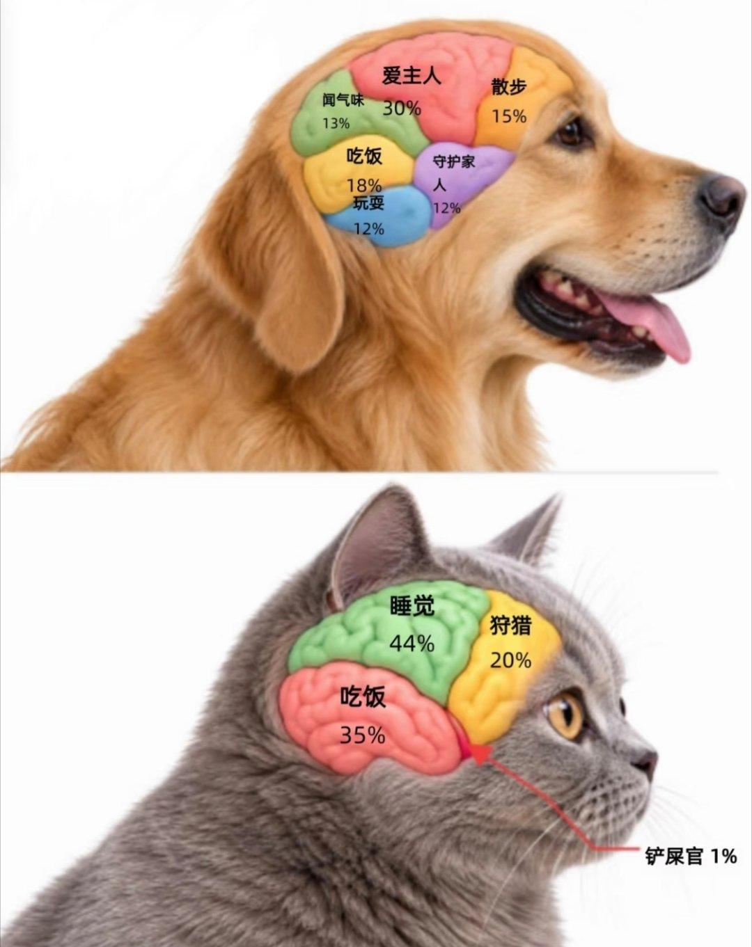 猫和狗的大脑区别
