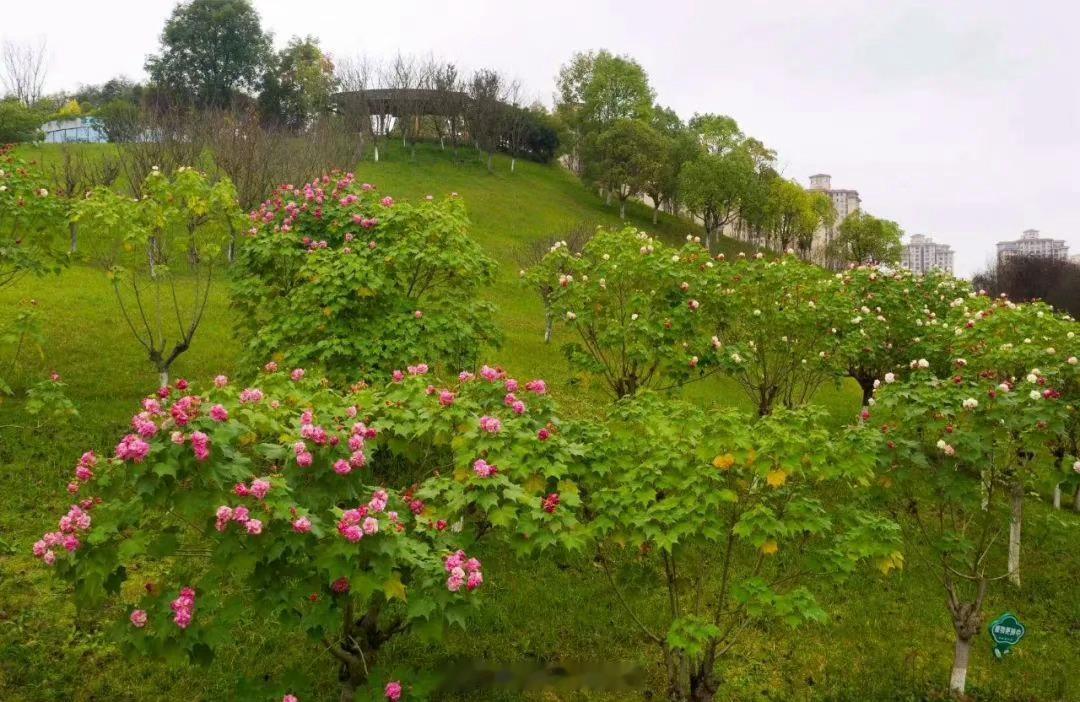 #重庆大足芙蓉花开了#近日，大足区圣迹公园100余株连片的芙蓉花竞相盛开，为城市
