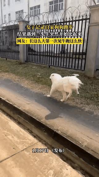 谁懂啊！海南女子拍狗狗奔跑，结果被一头牛抢了所有风头！
 
本来以为是狗狗的速度
