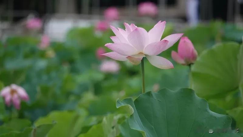 细雨蒙蒙芳草绿，微风轻轻飞花红。这样的景象总是能让人的心瞬间柔软下来。
细雨就像
