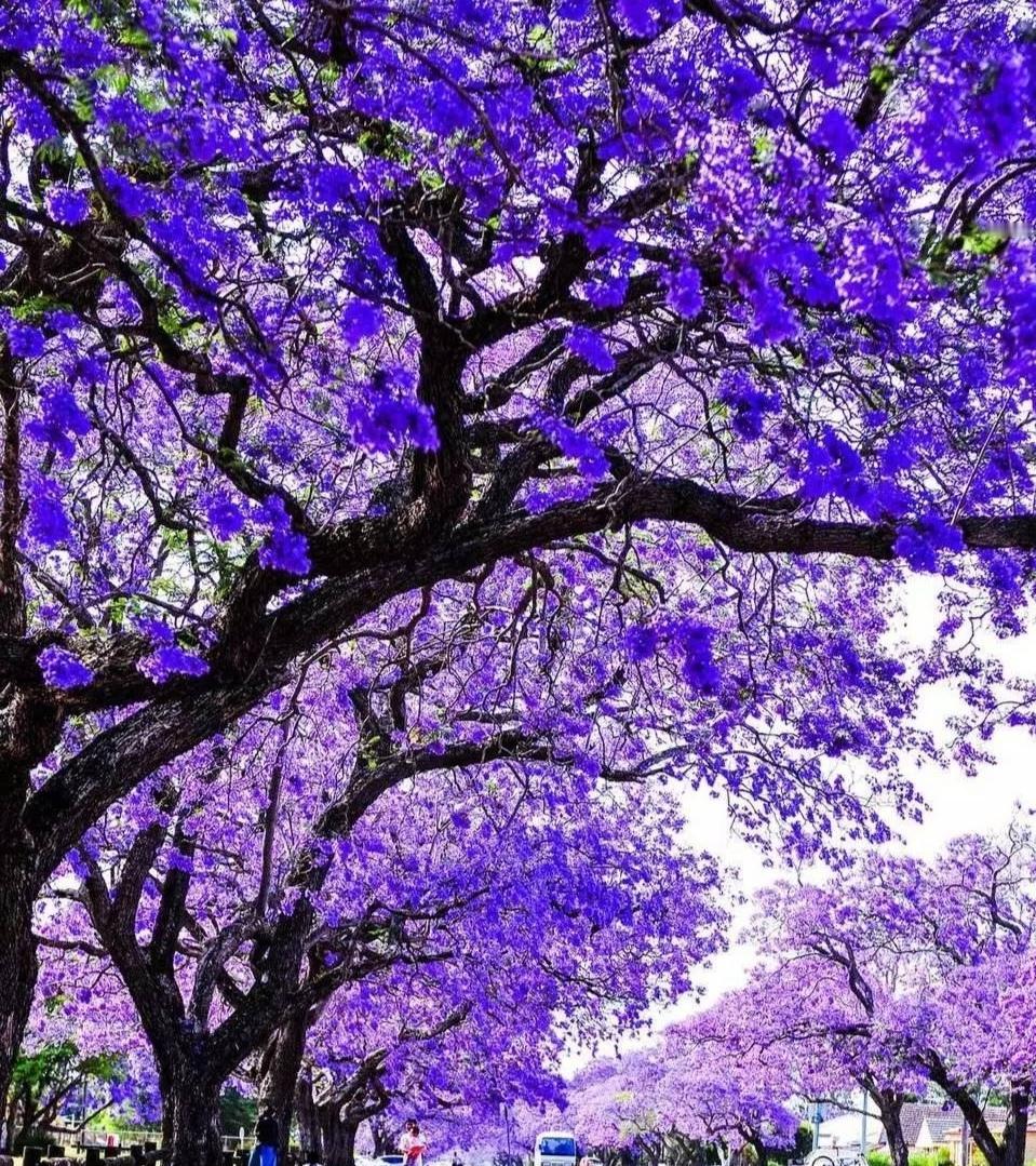 赏花观景：蓝花楹
有诗赞：
蓝雾叠叠如华盖
紫气盈盈香满街
妖姬蓝色号花楹
满城