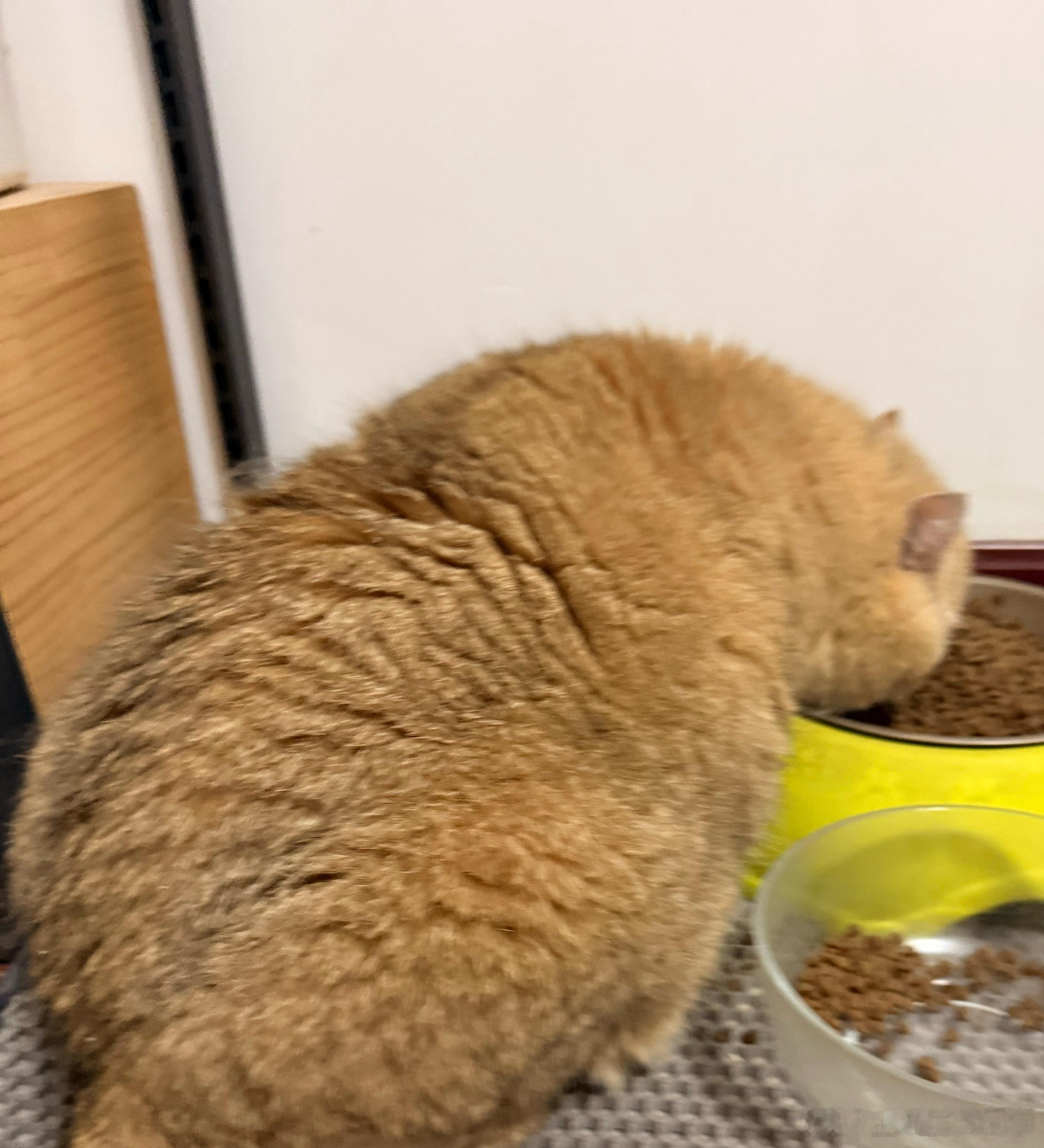 霸王龙吃饭😯萌宠猫咪