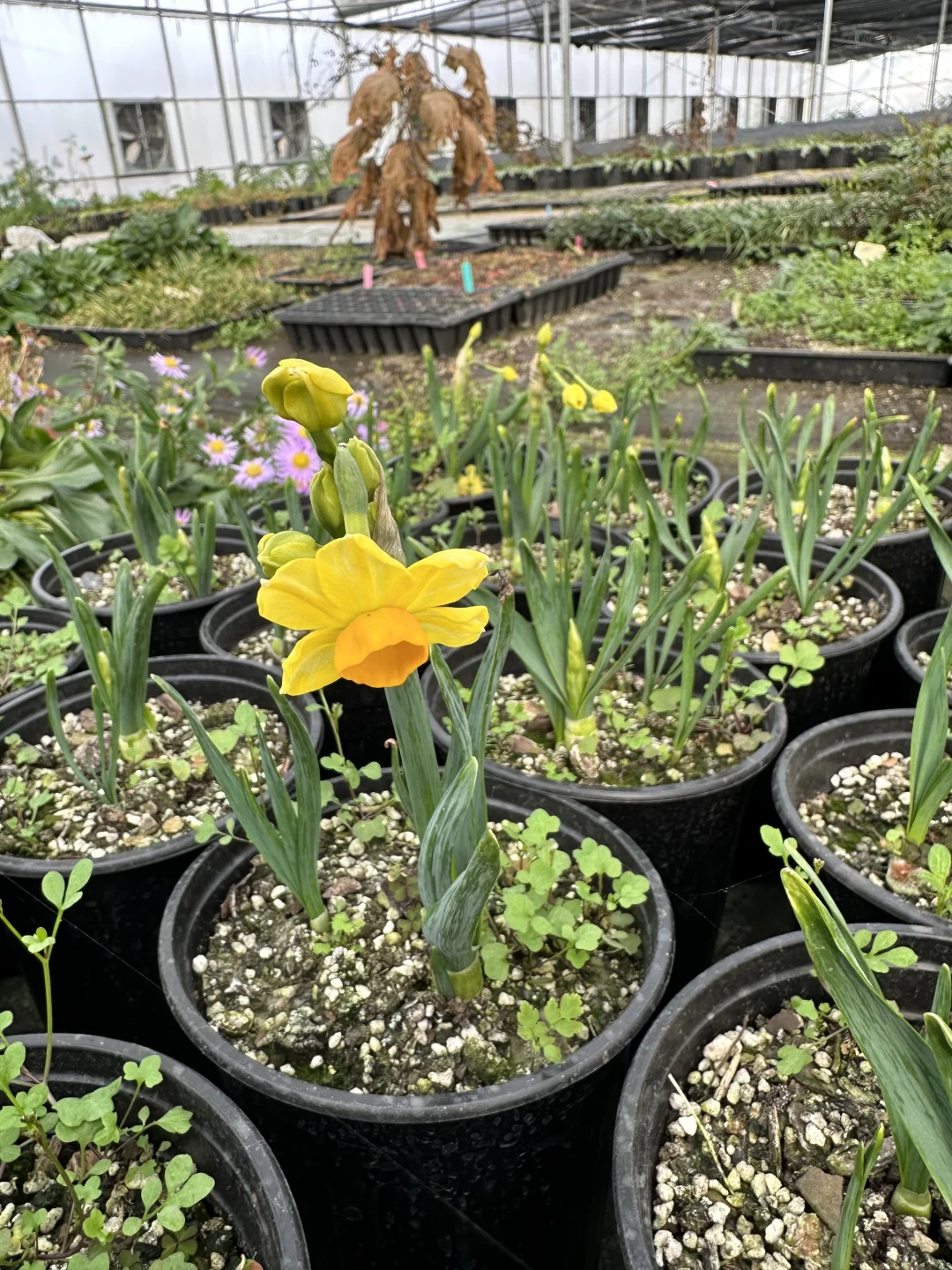 水仙初花