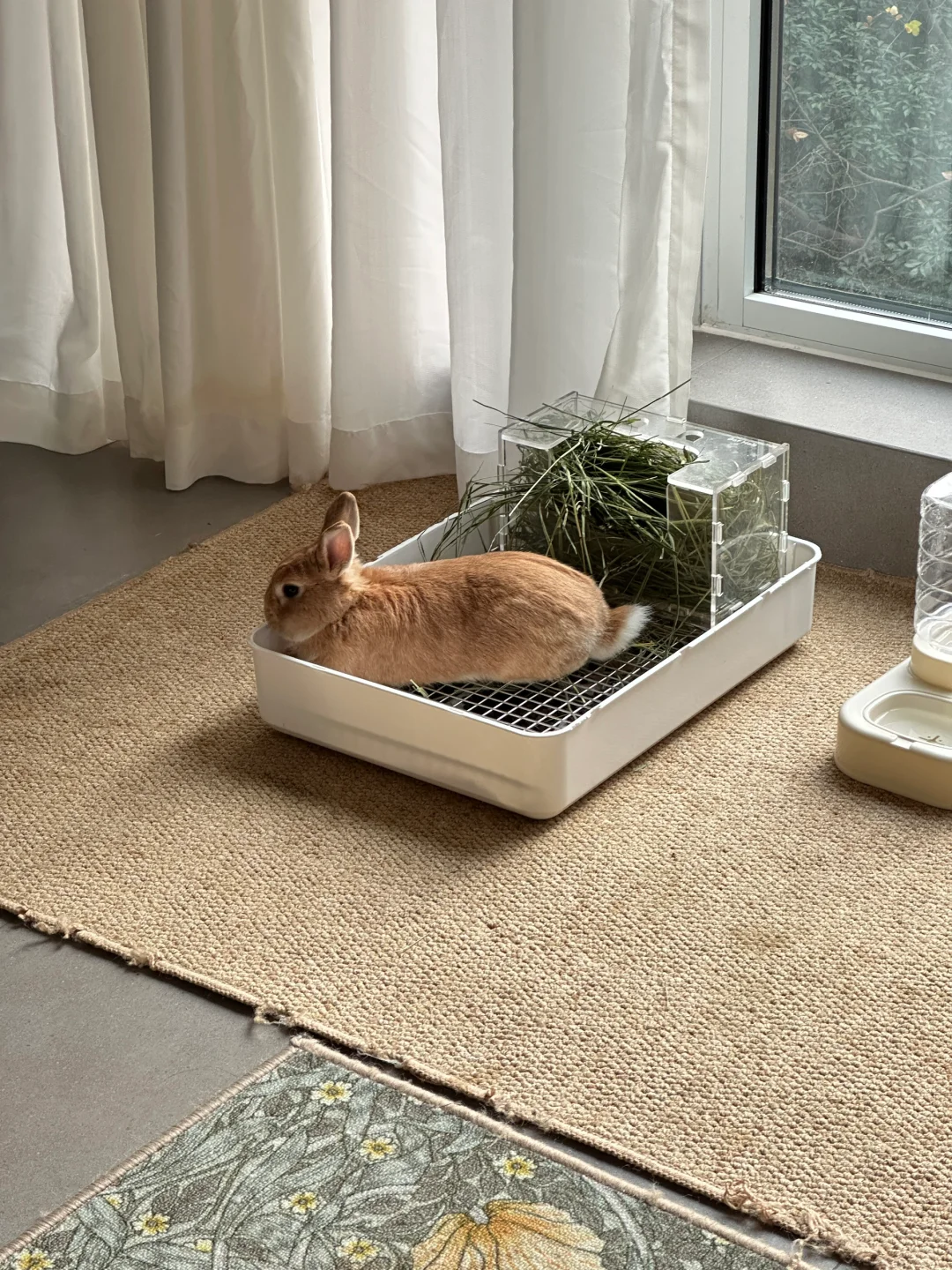 过上了快乐散养生活