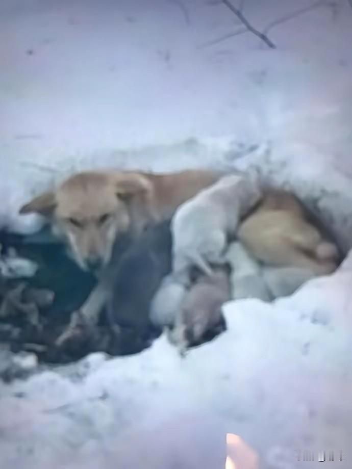 泪目了！一位小哥哥和朋友去山上打雪仗堆雪人，当他们来到一个小树林的时候，看到了领