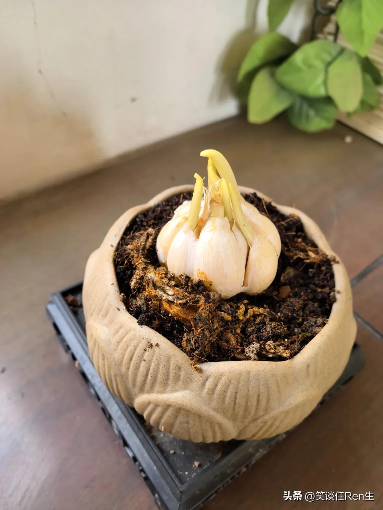在办公桌上，你喜欢养什么花草呢？

看看我同事养的一株大蒜！它堂而皇之的被种在一