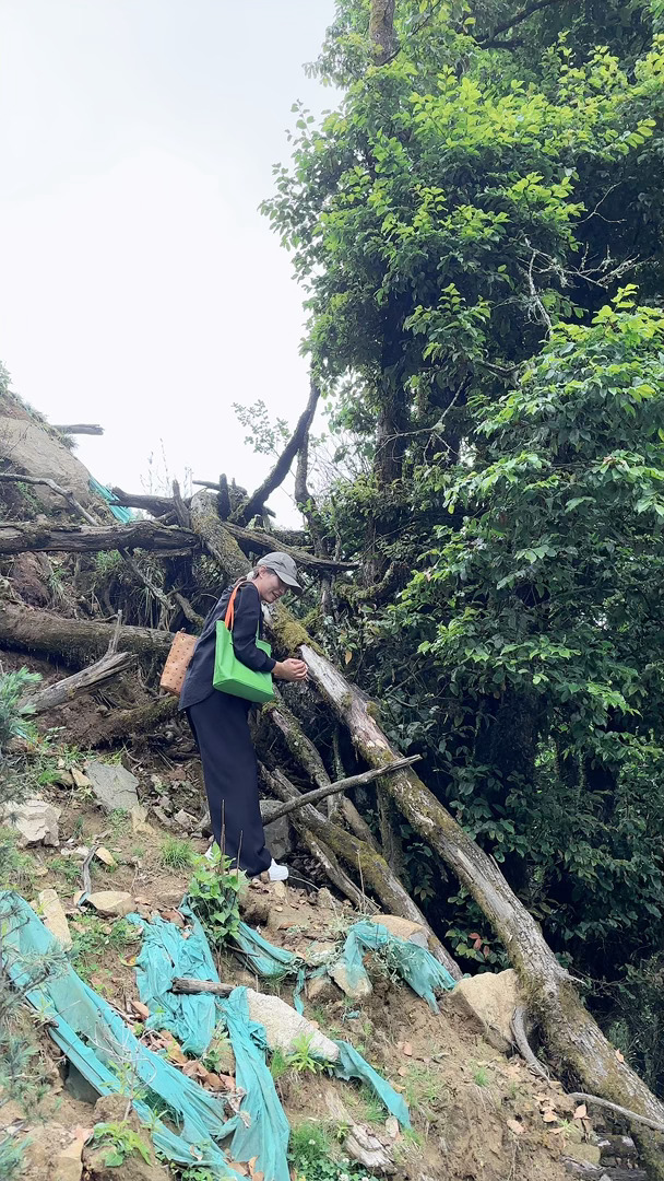 雨后山林菇正盛，上山采摘，今晚的餐桌有着落啦！ 